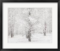 Snow Covered Cottonwood Trees Framed Print