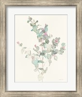 Eucalyptus II Fine Art Print