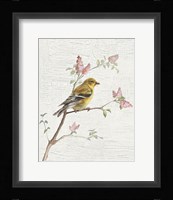 Female Goldfinch Vintage v2 Framed Print