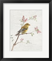 Female Goldfinch Vintage v2 Framed Print