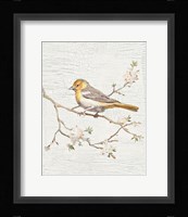Northern Oriole Vintage v2 Framed Print