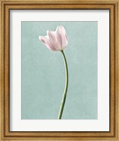 Light Tulips I Harbor Gray Fine Art Print