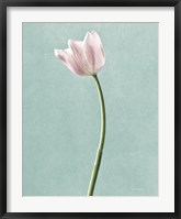 Light Tulips I Harbor Gray Fine Art Print
