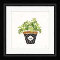 Fine Herbs VIII Framed Print