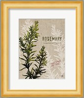 Organic Rosemary No Butterfly Fine Art Print