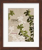 Organic Thyme No Butterfly Fine Art Print