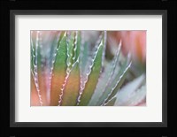 Dream Desert III Framed Print