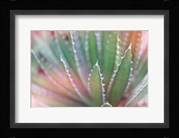 Dream Desert II Framed Print