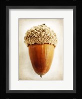 Acorn Fine Art Print