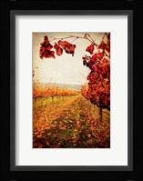 Autumn Vines Fine Art Print