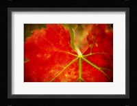 Autumn's Fire Fine Art Print