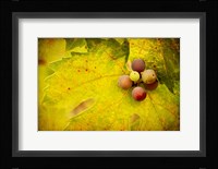Leaf and Cluster 1 Fine Art Print