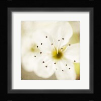 Of Spring Fine Art Print