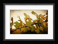 Sunset Vines Framed Print