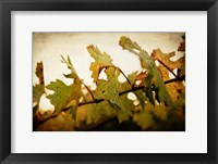 Sunset Vines Framed Print