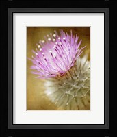Thistle Bloom Fine Art Print