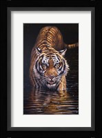Tiger Fine Art Print