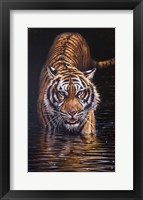 Tiger Fine Art Print