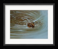 Duckling Fine Art Print