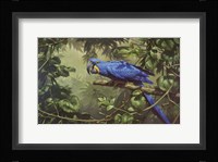 Hyacinth Macaw Fine Art Print