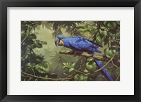 Hyacinth Macaw Fine Art Print
