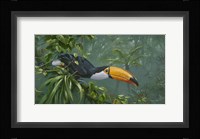 Toco Toucan Fine Art Print