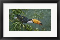 Toco Toucan Fine Art Print