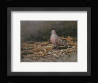 Mourning Dove Fine Art Print
