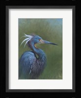 Tricolour Egret Fine Art Print