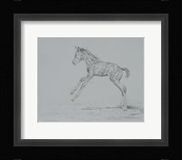 Foal Sketch Fine Art Print