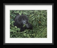 Gorilla 1 Framed Print