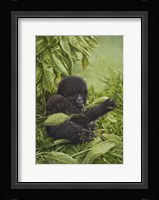 Prince Of The Virungas Fine Art Print
