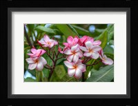 Pink Splendor Fine Art Print
