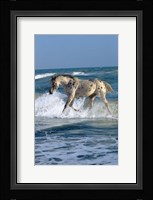 Appaloosa Sea Fine Art Print