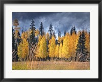 Through the Yellow Trees I Framed Print