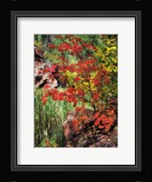 Peaceful Woods I Framed Print