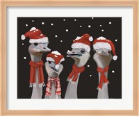 Ostrich, Christmas Gals Fine Art Print