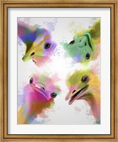 Rainbow Splash Four Ostriches Fine Art Print