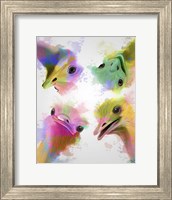 Rainbow Splash Four Ostriches Fine Art Print