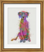 Rainbow Splash Weimaraner, Full Fine Art Print