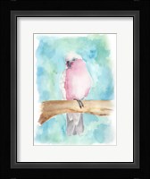 Sweet Tropical Bird III Framed Print
