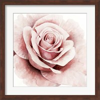 Pink Rose I Fine Art Print