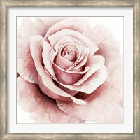 Pink Rose I Fine Art Print