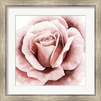 Pink Rose II Fine Art Print