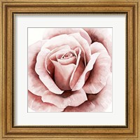 Pink Rose II Fine Art Print