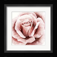 Pink Rose II Framed Print