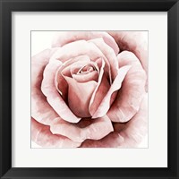 Pink Rose II Framed Print