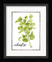 Watercolor Herbs IV Framed Print