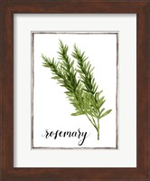 Watercolor Herbs V Fine Art Print