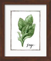 Watercolor Herbs VI Fine Art Print